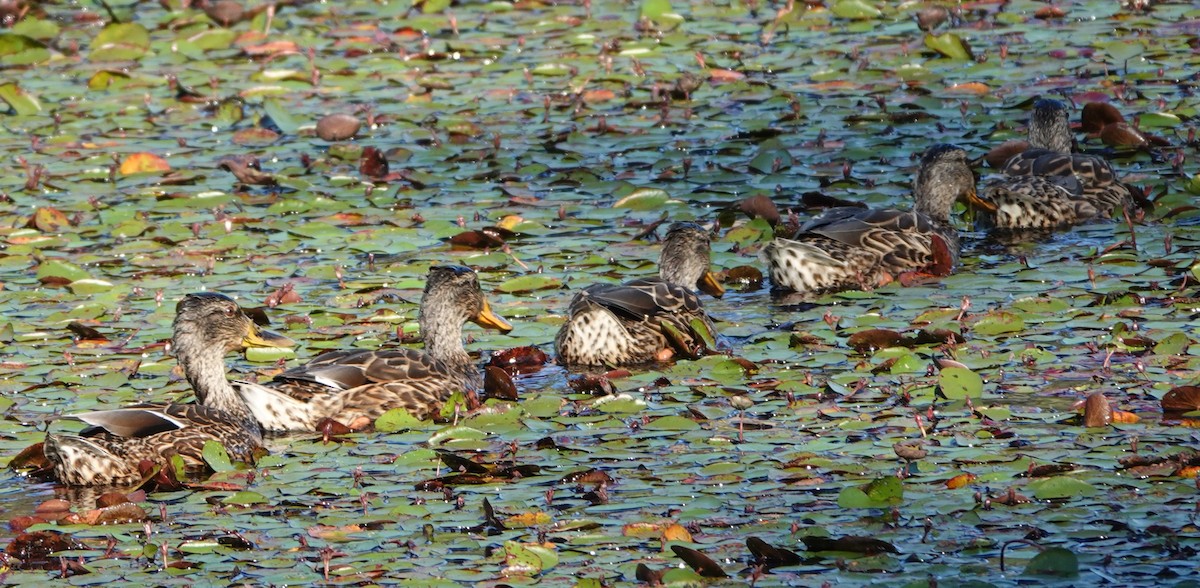 Mallard - franci Holtslander