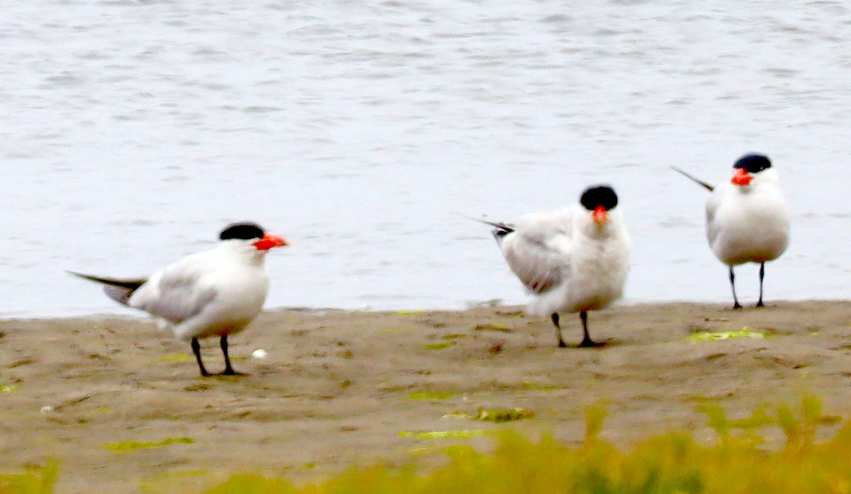 Caspian Tern - ML622057611