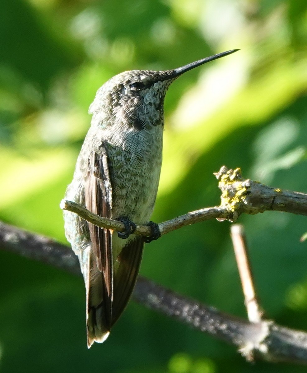 Anna's Hummingbird - ML622057613