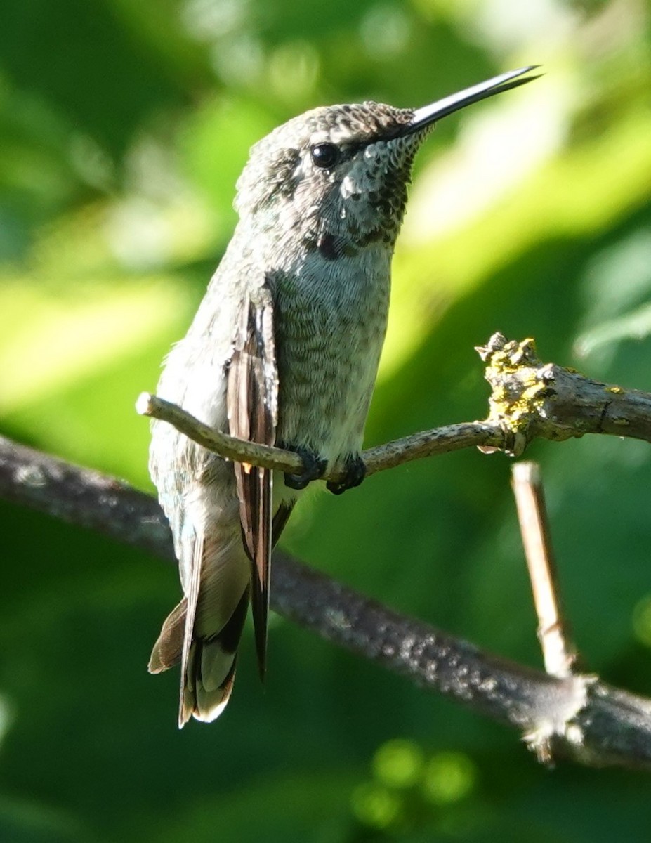 Anna's Hummingbird - ML622057614