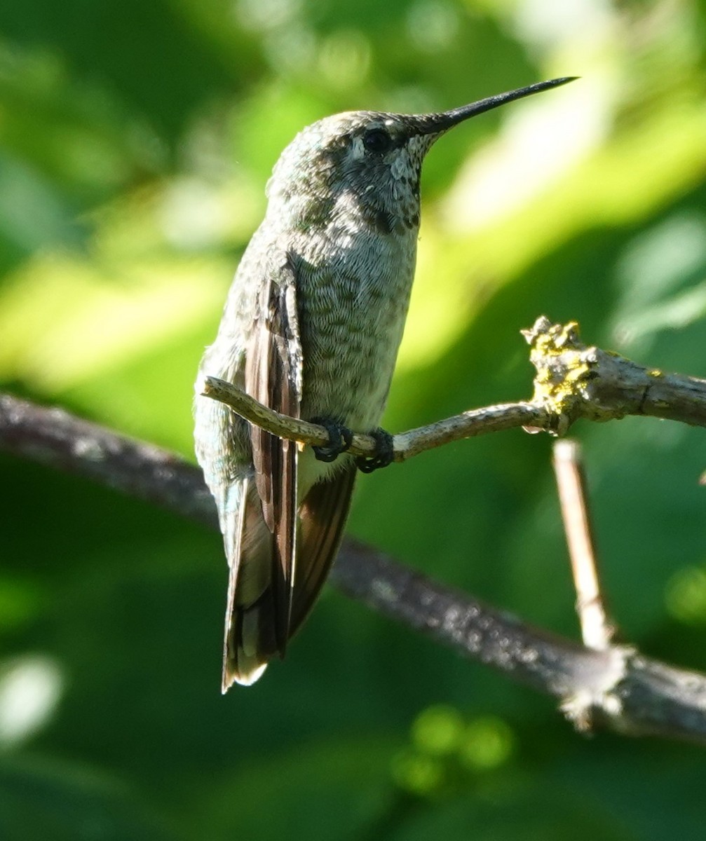 Anna's Hummingbird - ML622057615
