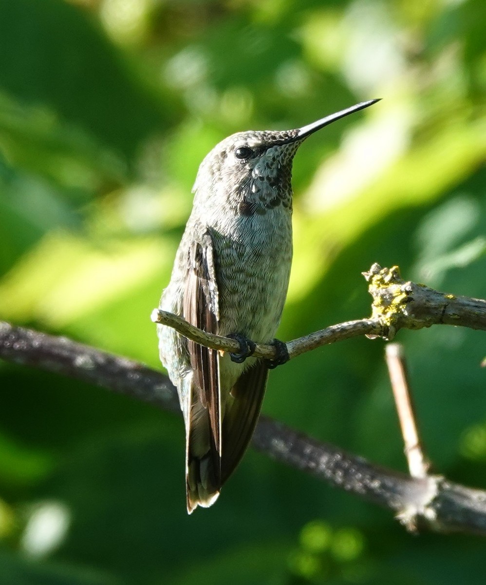 Anna's Hummingbird - ML622057616