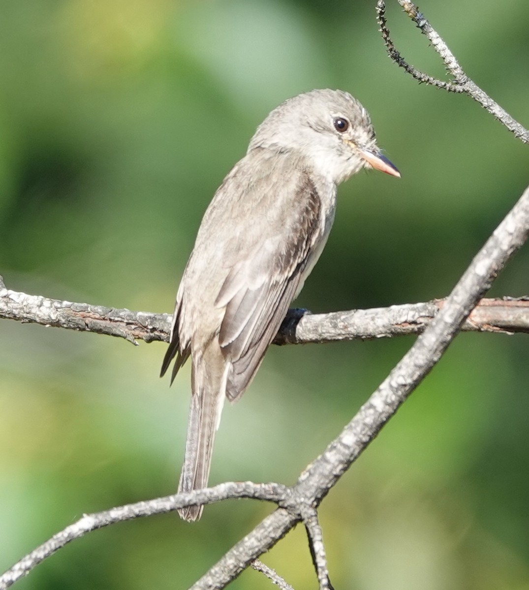 Willow Flycatcher - ML622057617