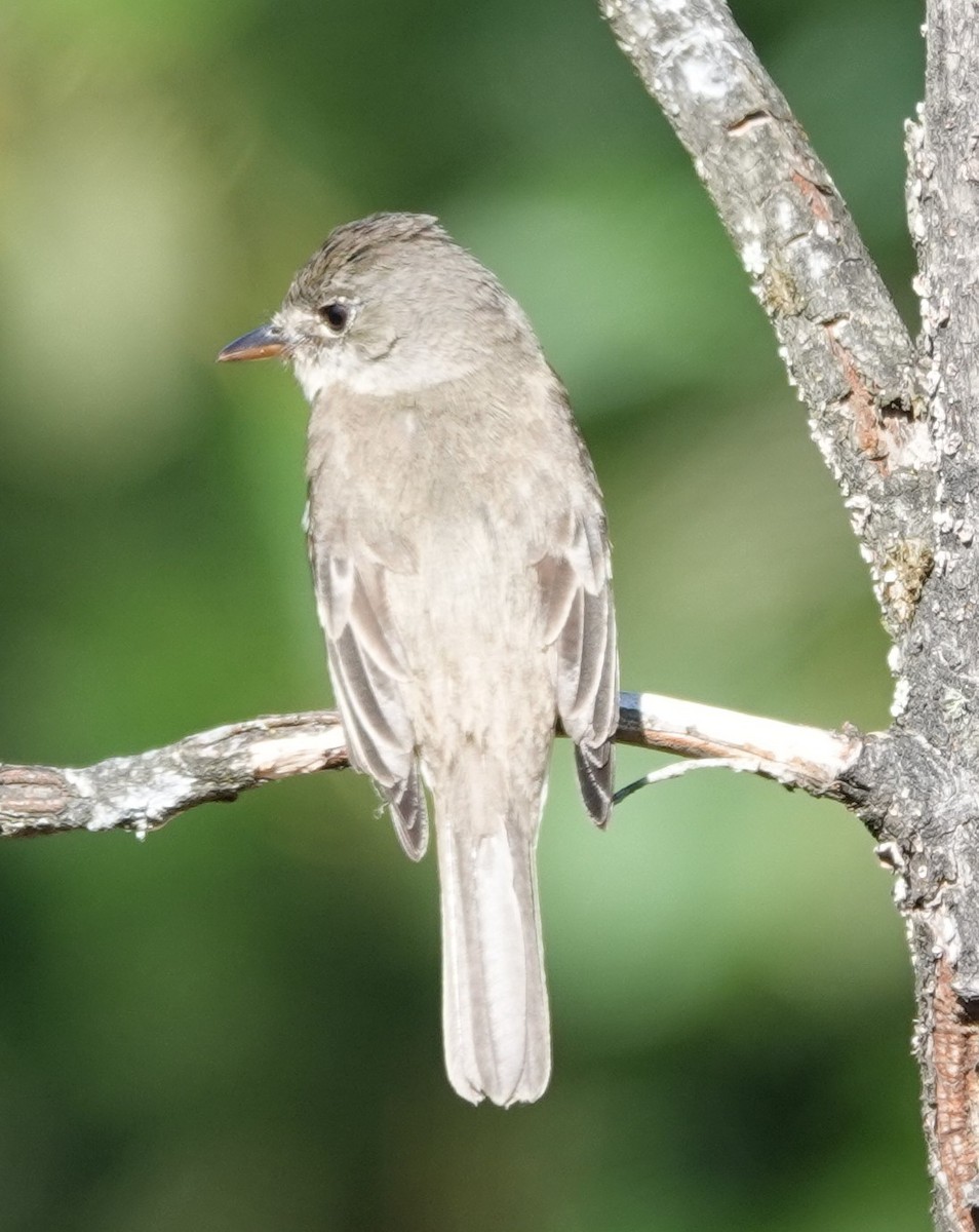 Willow Flycatcher - ML622057618