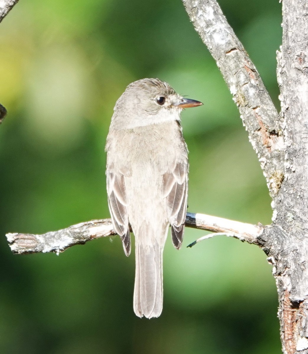 Willow Flycatcher - ML622057619