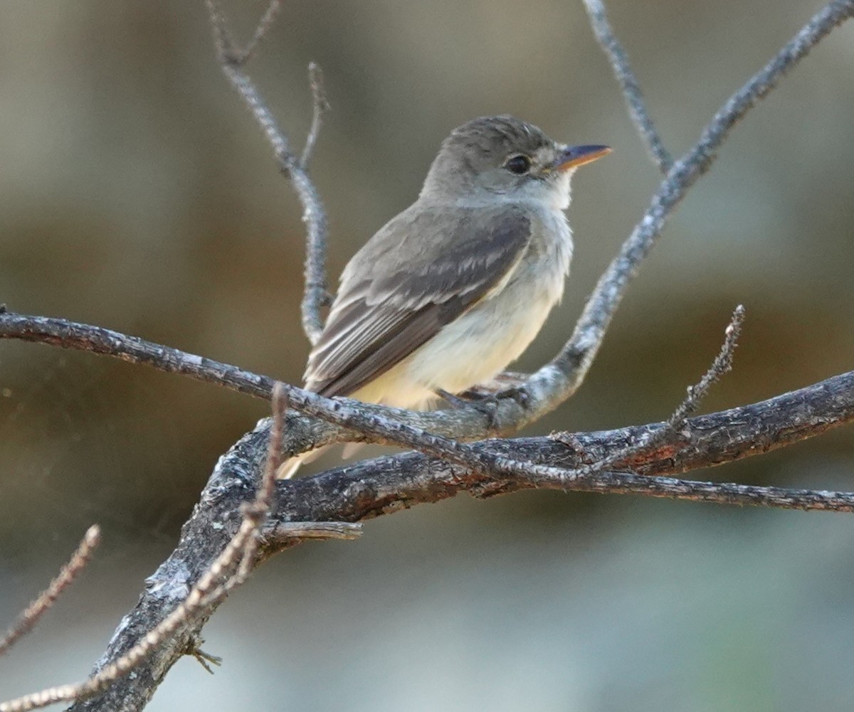 Willow Flycatcher - ML622057620