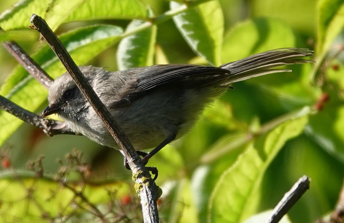 Bushtit - ML622057621