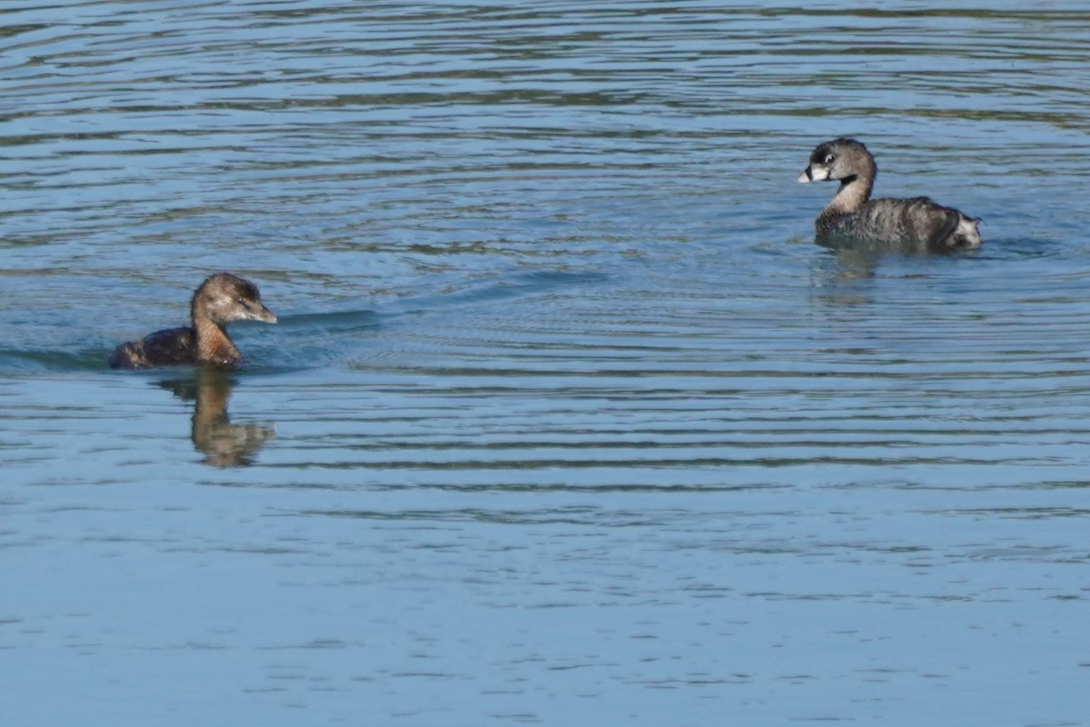 Pied-billed Grebe - ML622057622