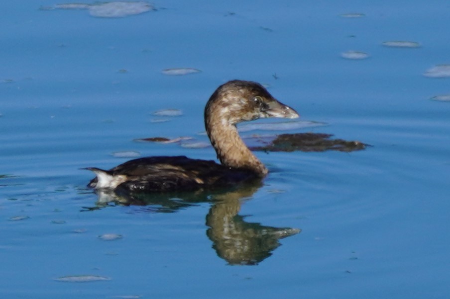 Pied-billed Grebe - ML622057623