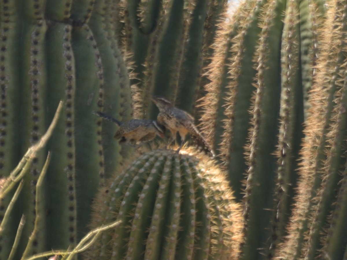 Cactus Wren - ML622057624