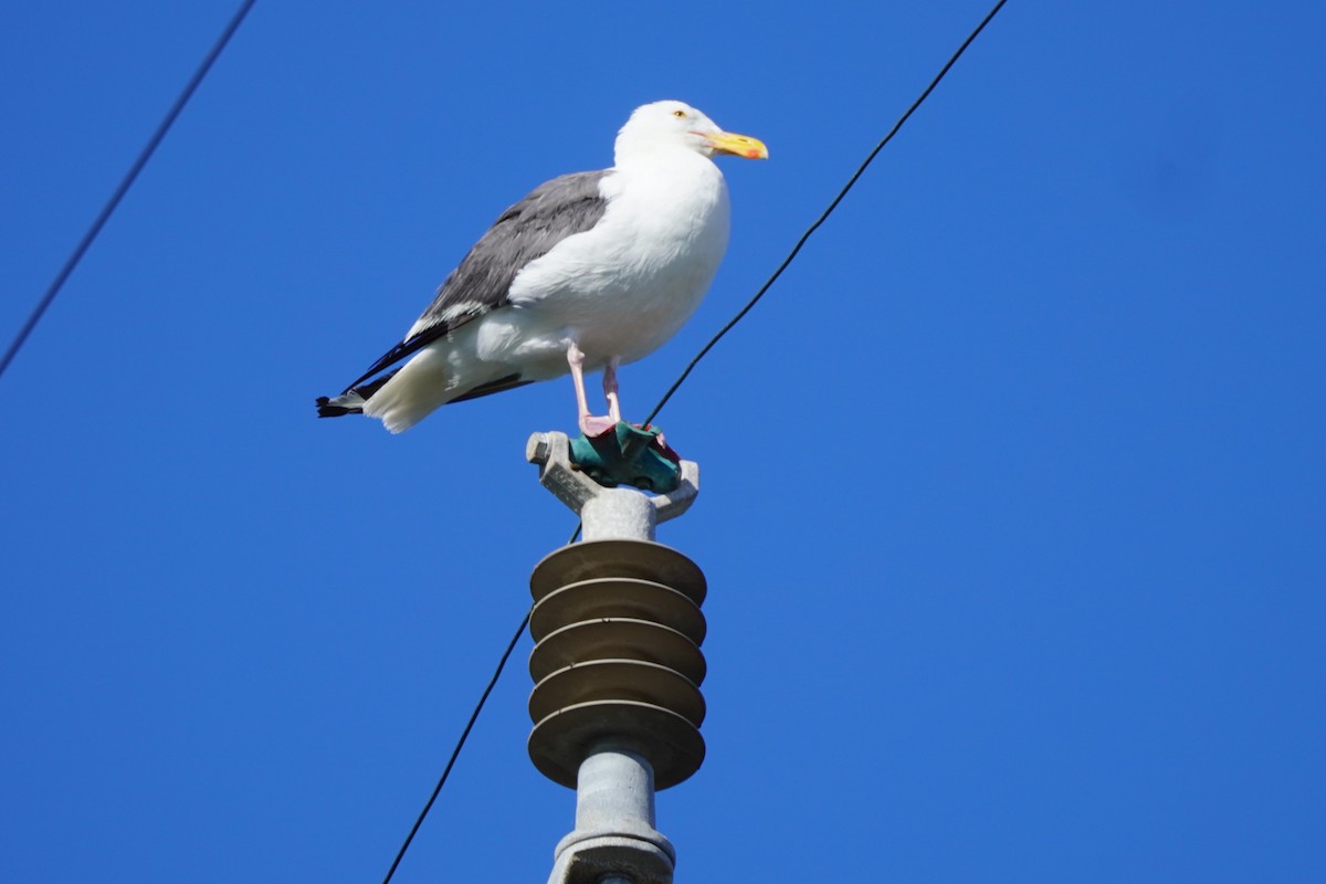 Goéland d'Audubon - ML622057625