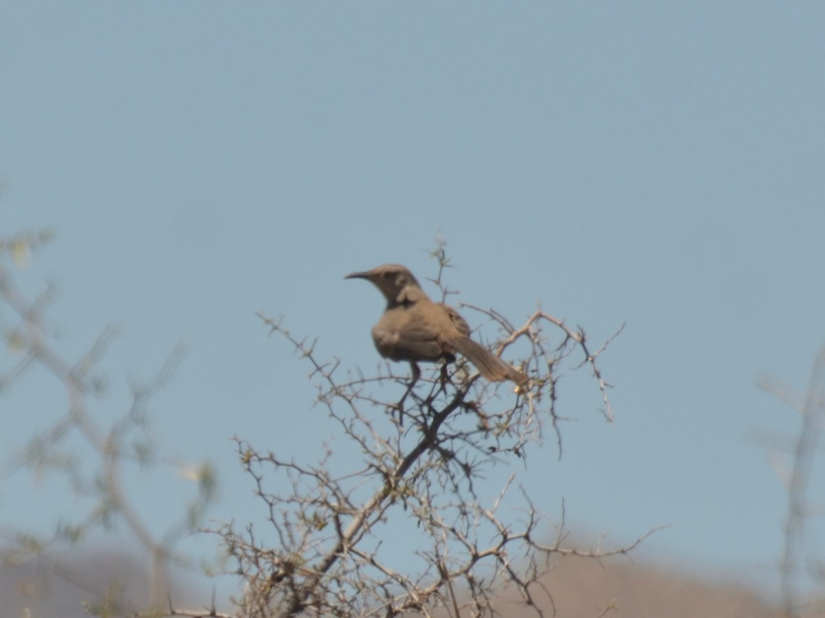 Curve-billed Thrasher - ML622057627