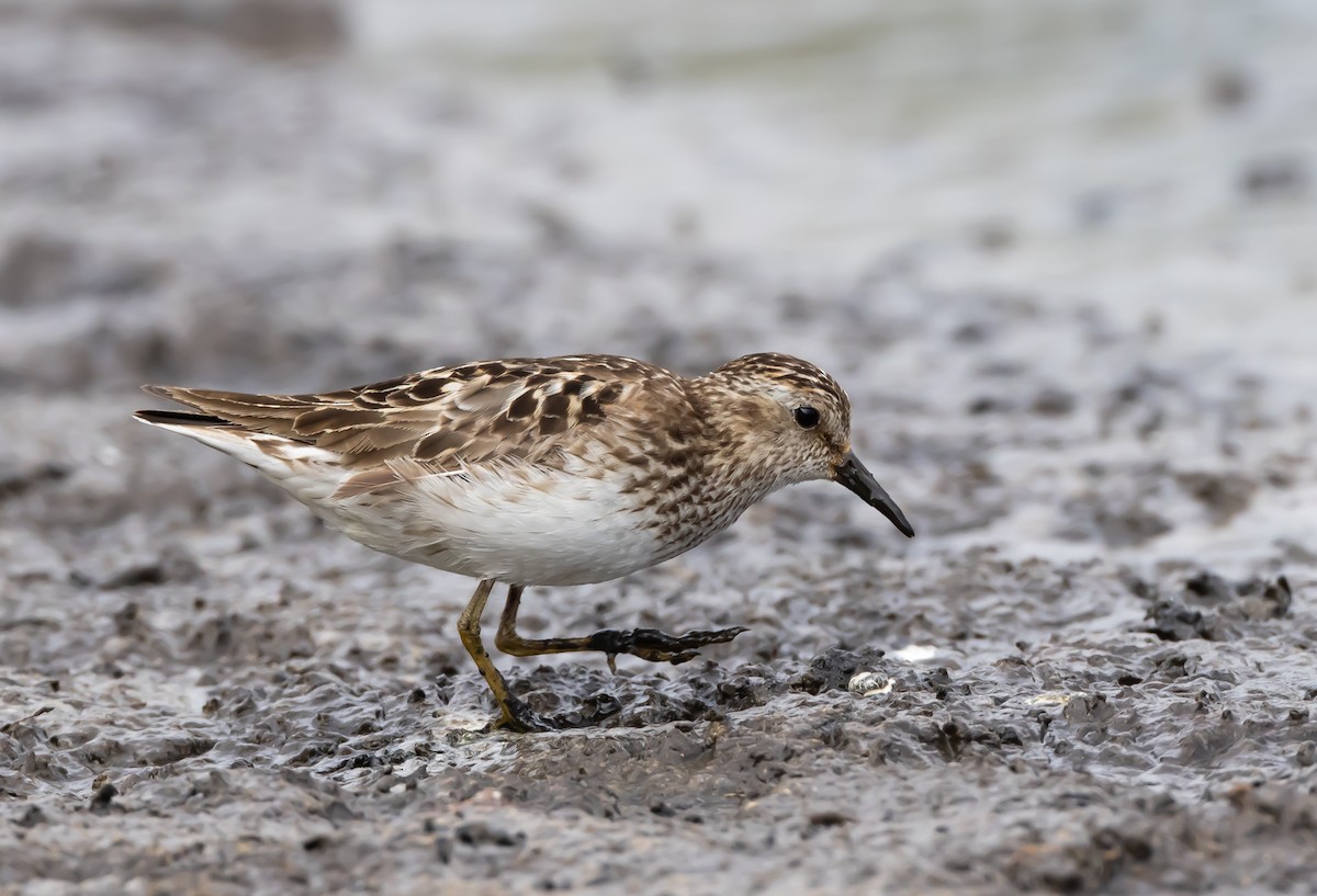 Least Sandpiper - ML622057628