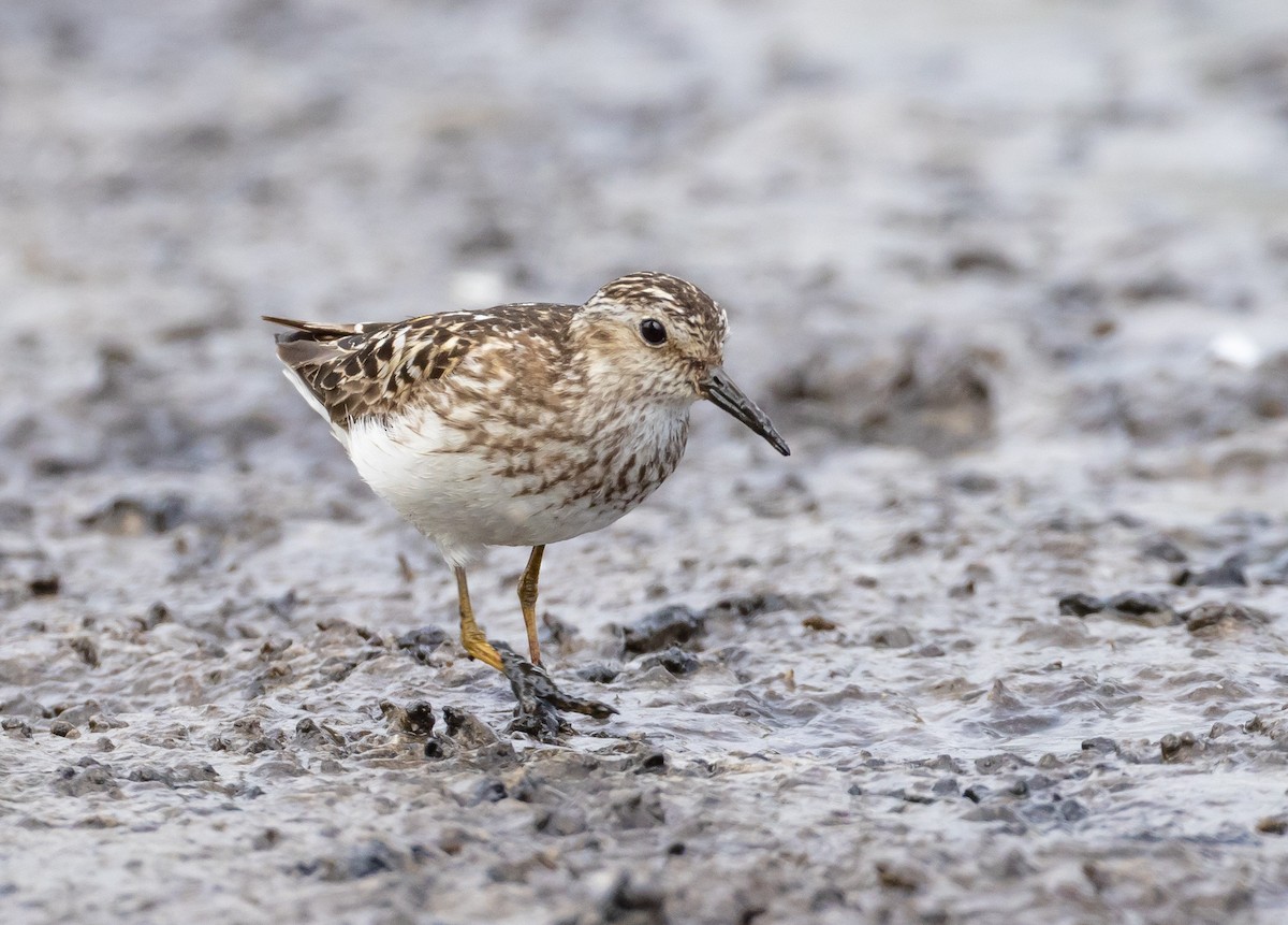 Least Sandpiper - ML622057629