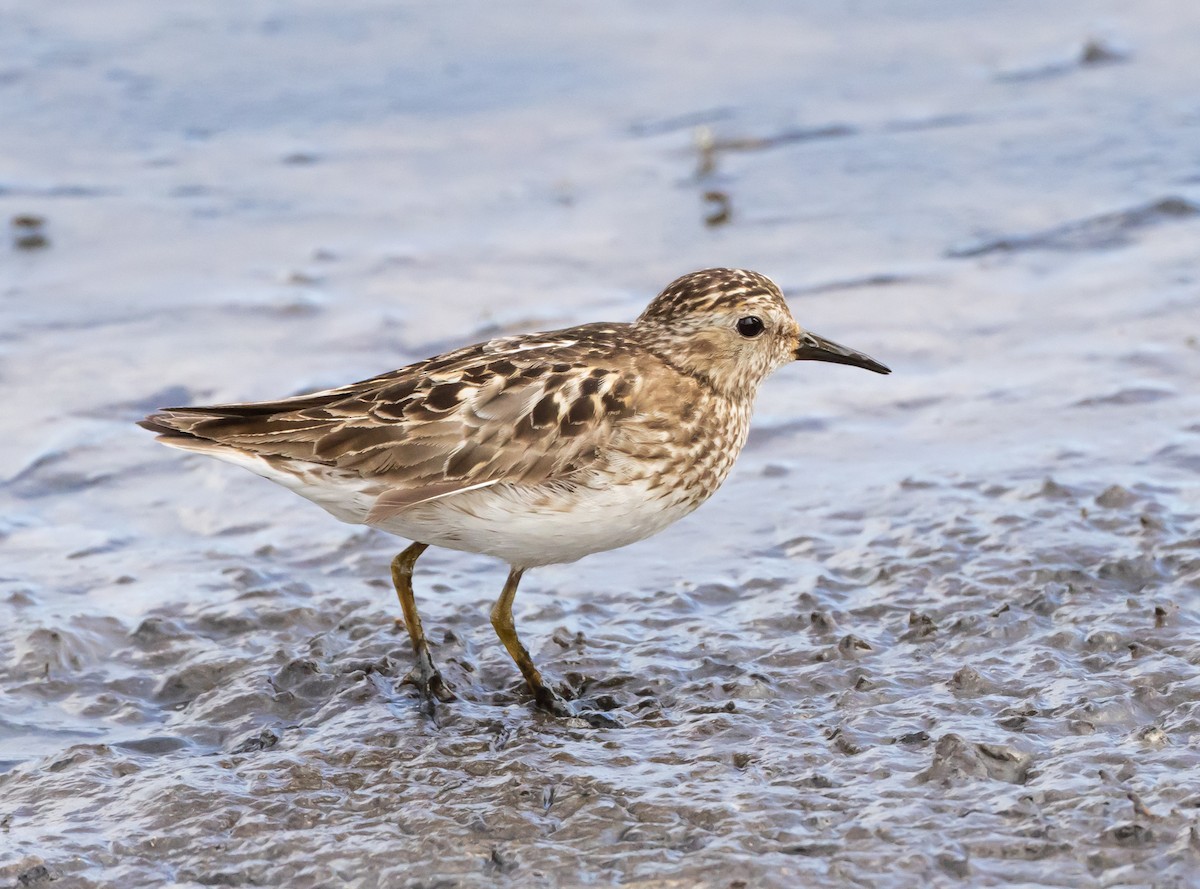 Least Sandpiper - ML622057630