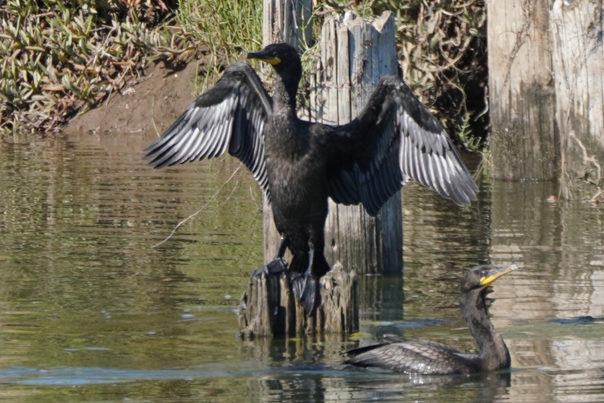 Cormoran à aigrettes - ML622057631