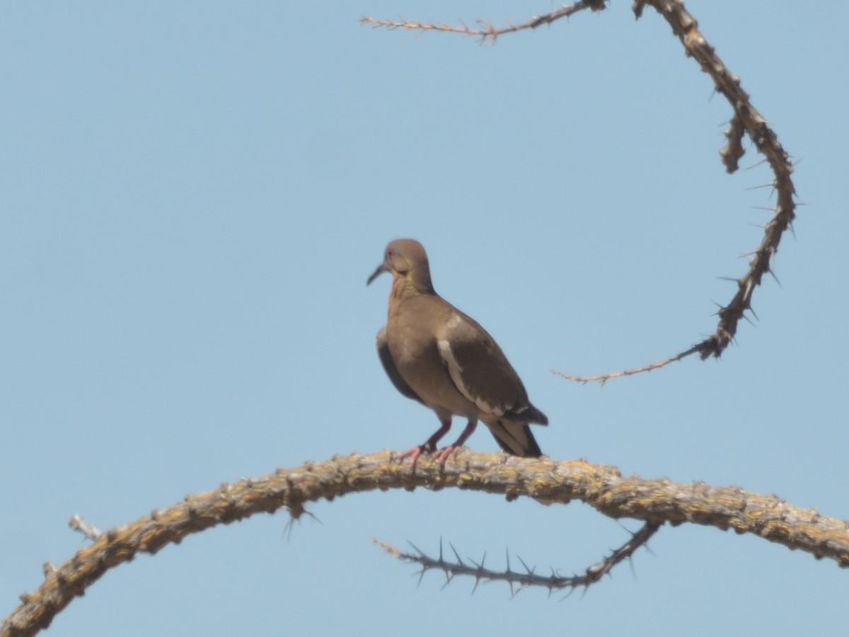 White-winged Dove - ML622057632