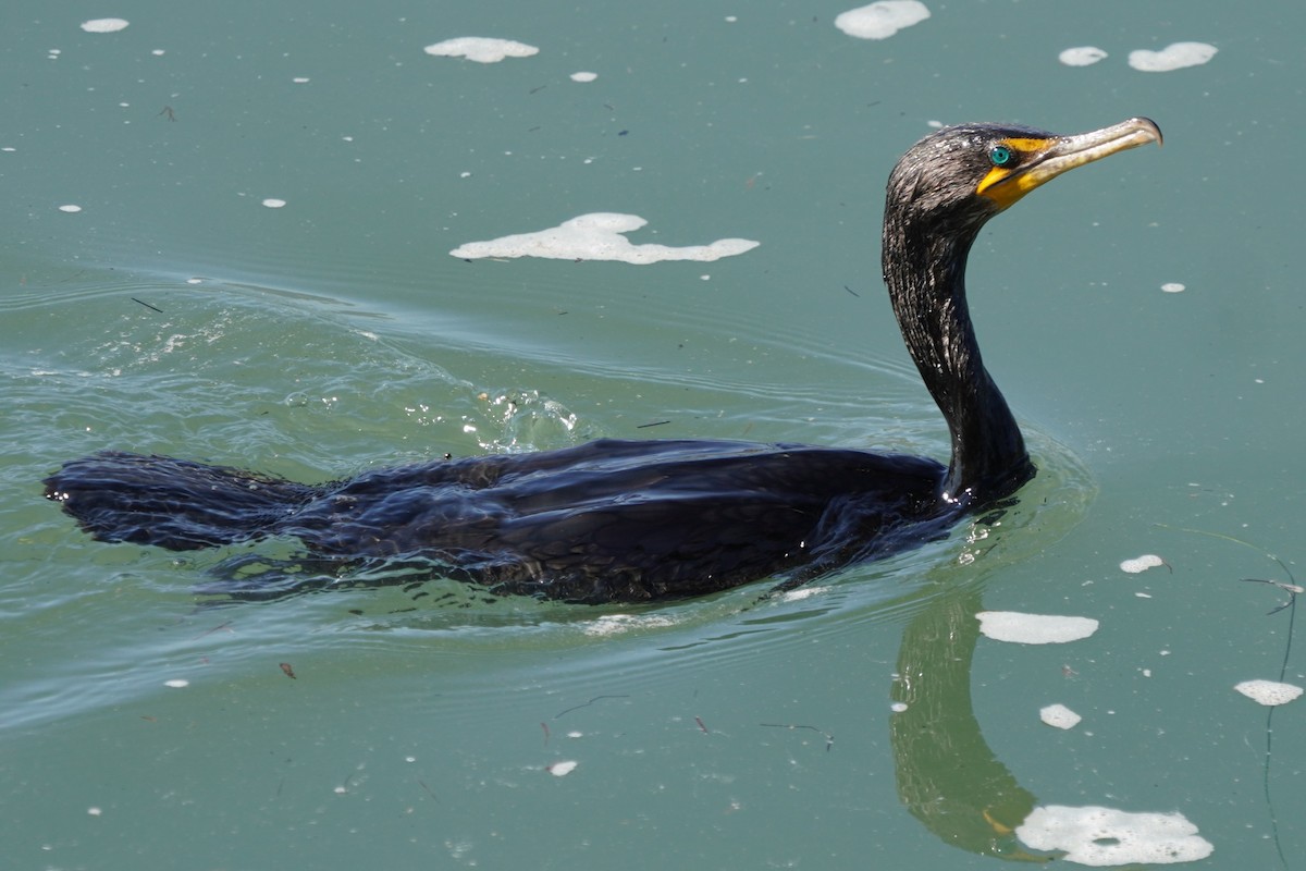 Cormoran à aigrettes - ML622057633