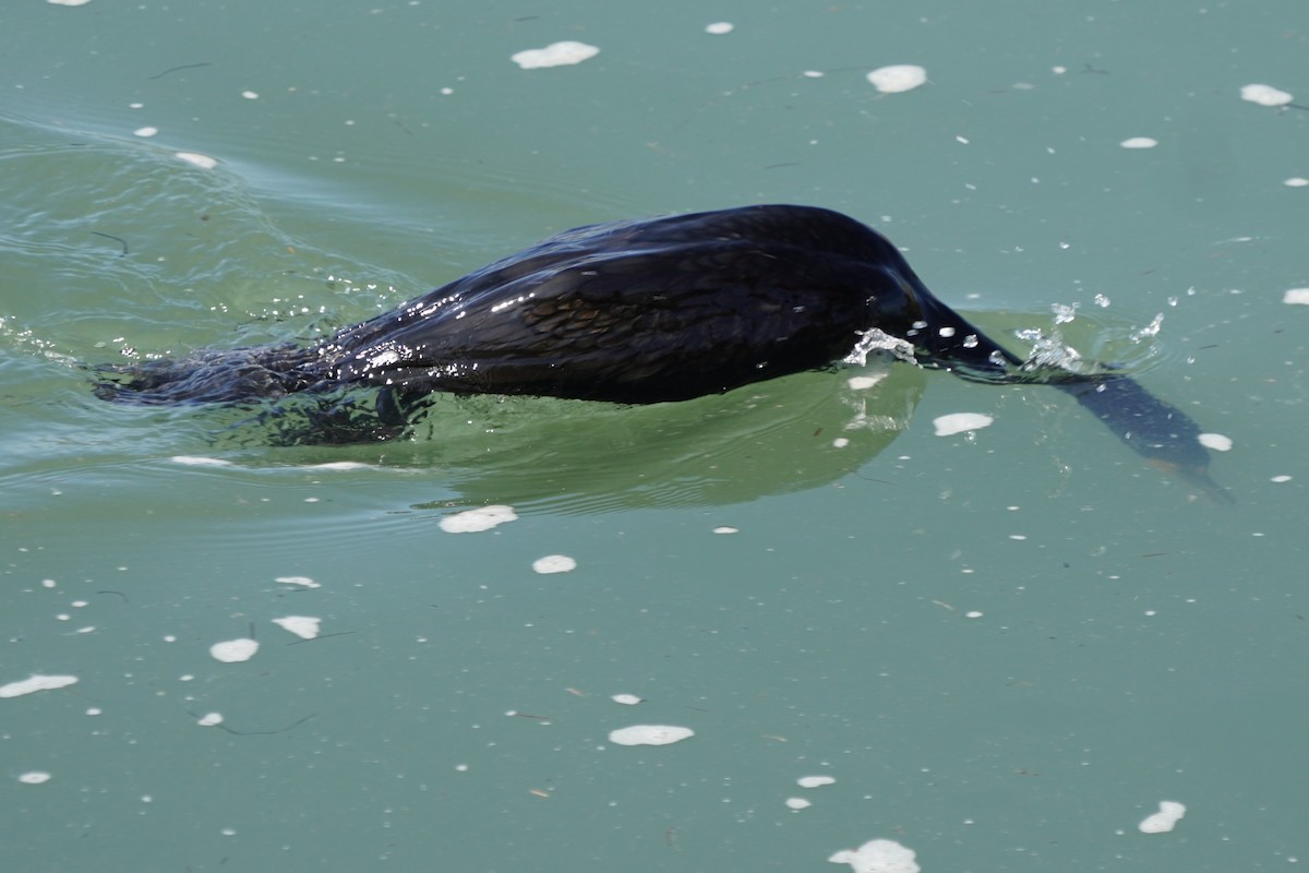 Double-crested Cormorant - ML622057635