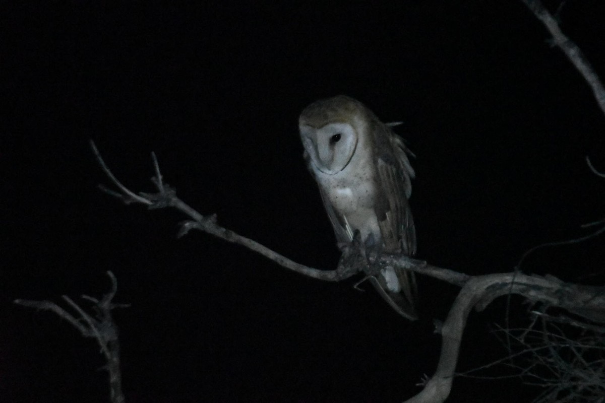 Barn Owl (American) - ML622057636