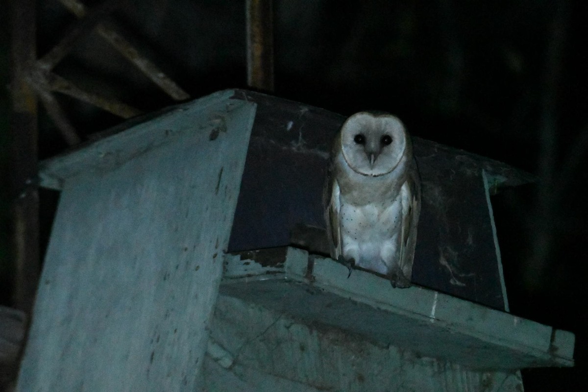 Barn Owl (American) - ML622057637