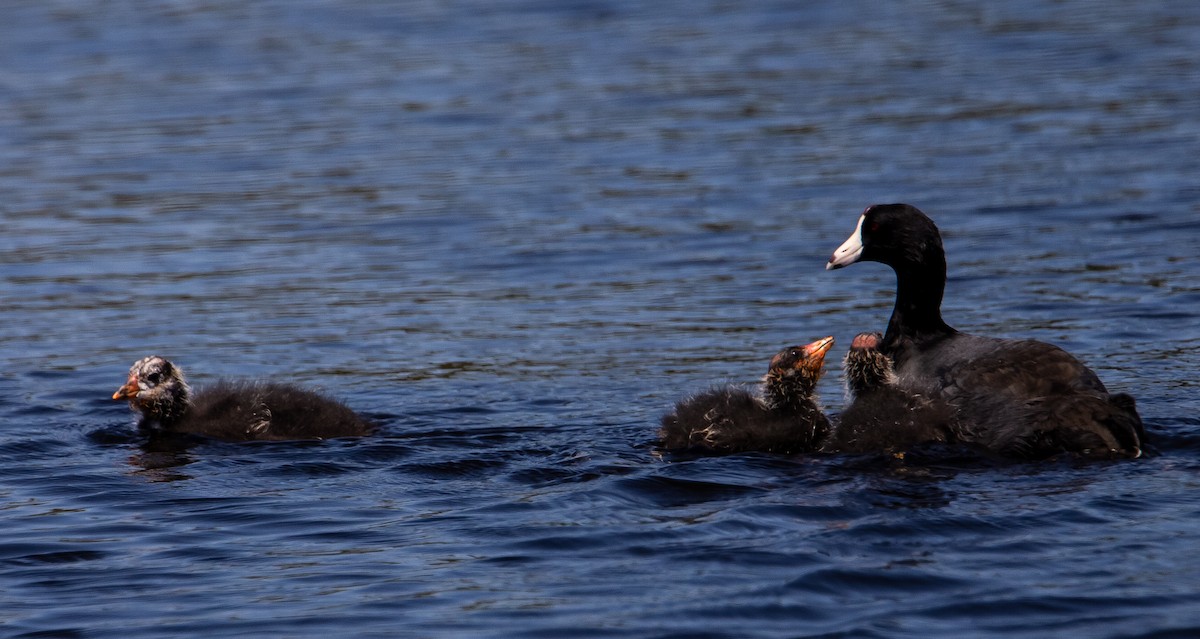 American Coot - ML622057638