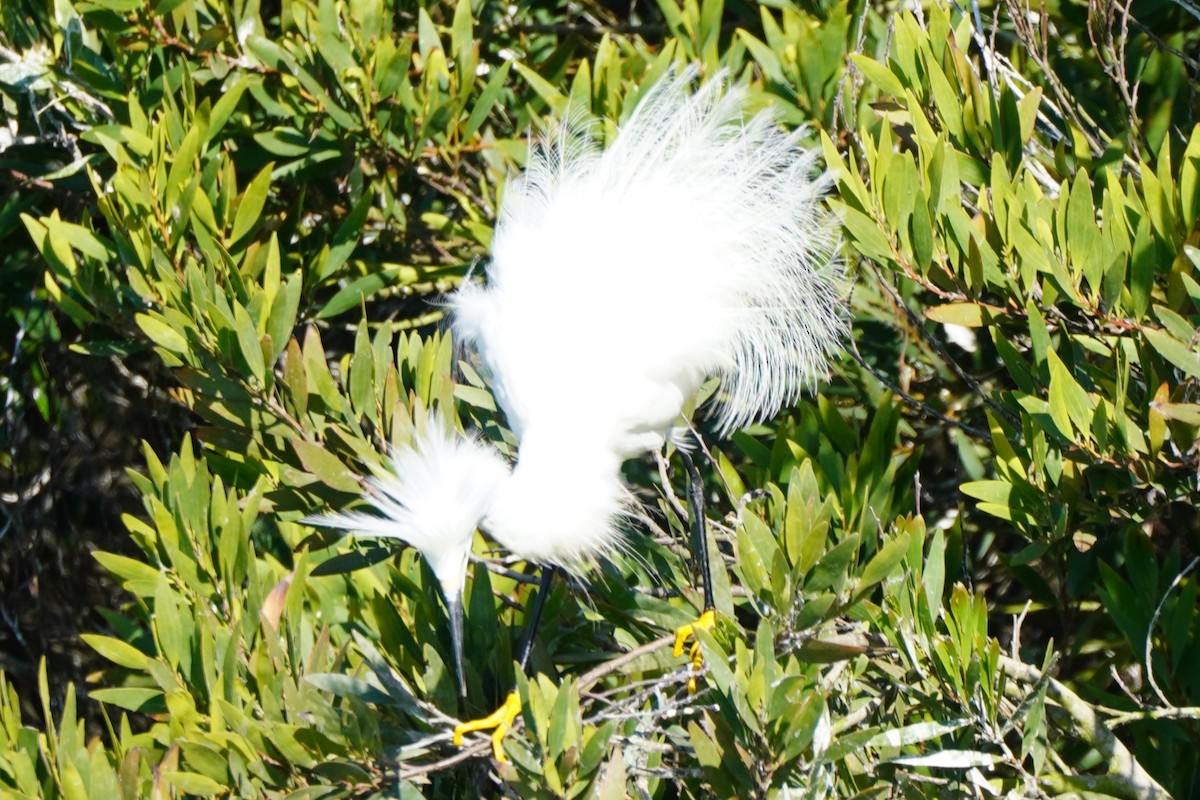 Snowy Egret - ML622057639