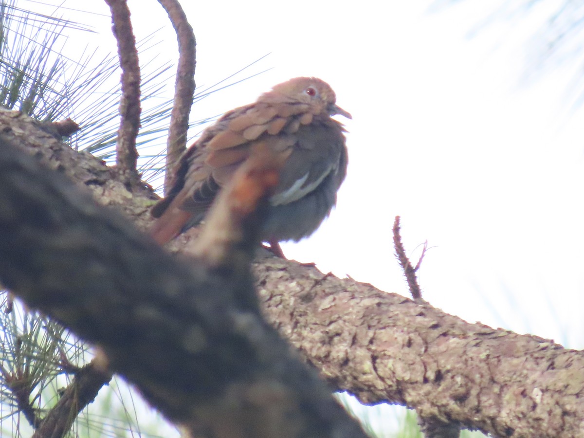 White-winged Dove - ML622057640