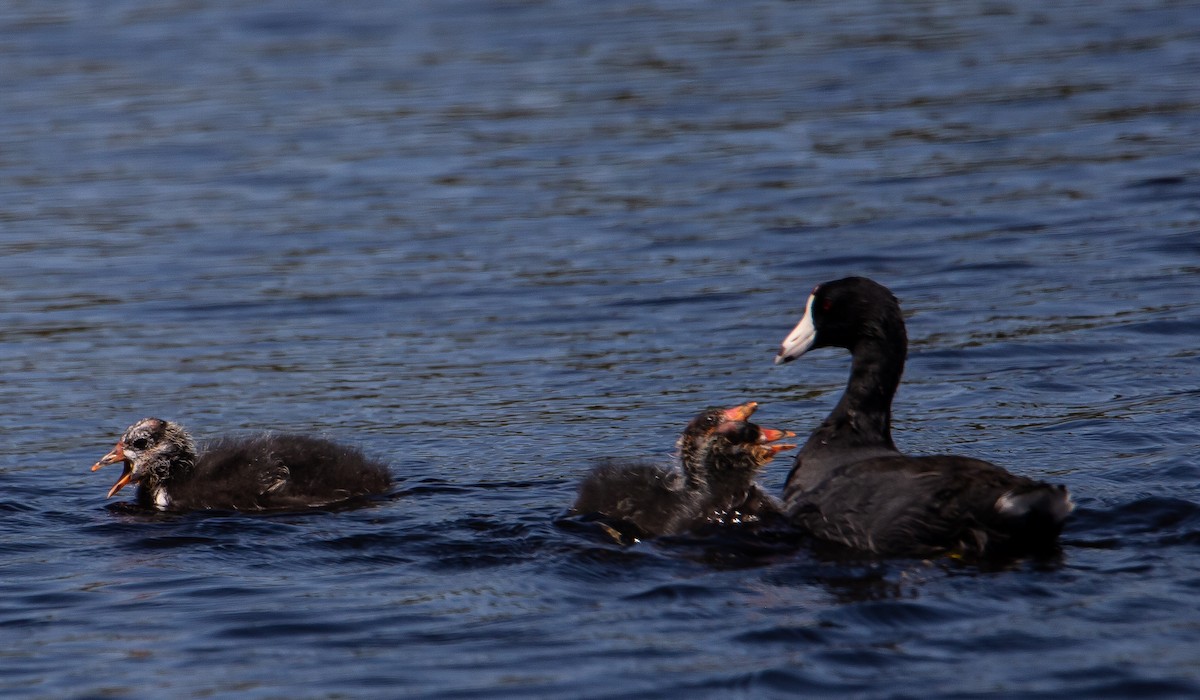 American Coot - ML622057641