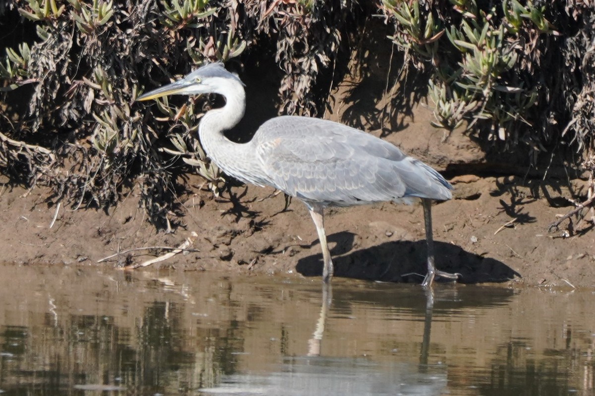 Great Blue Heron - ML622057644