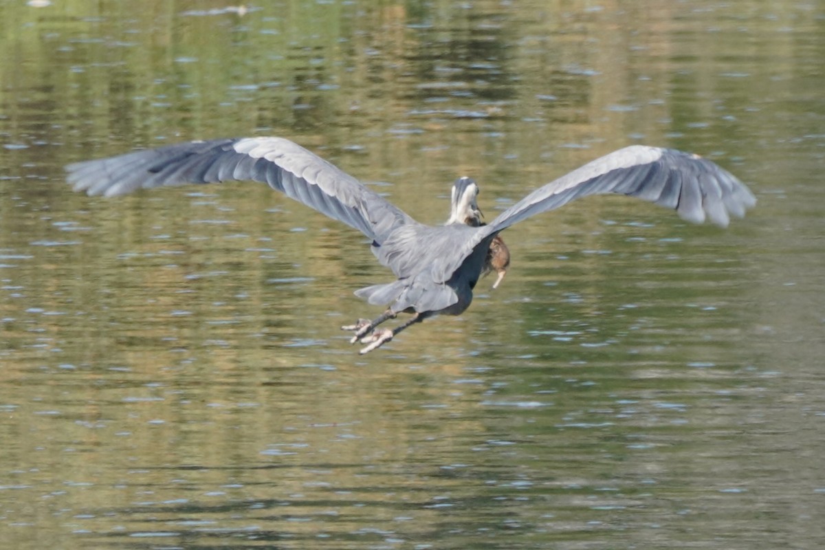 Great Blue Heron - ML622057645