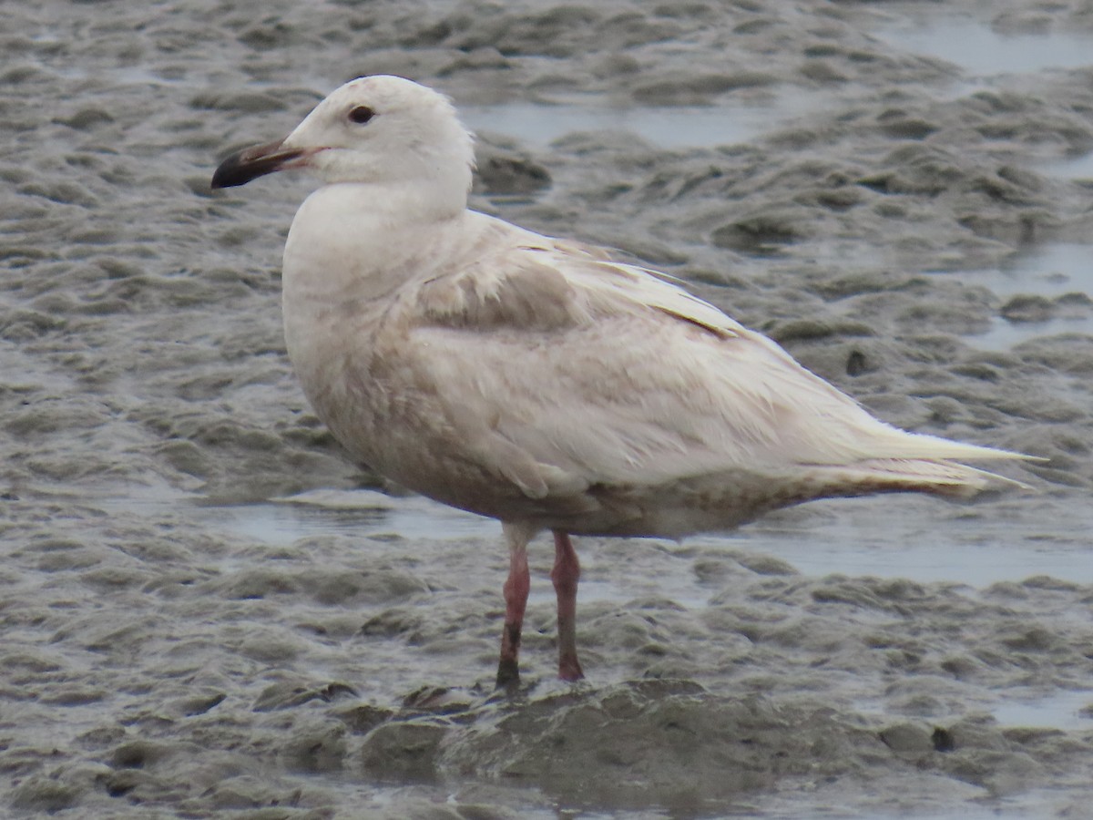 Goéland à ailes grises - ML622057646