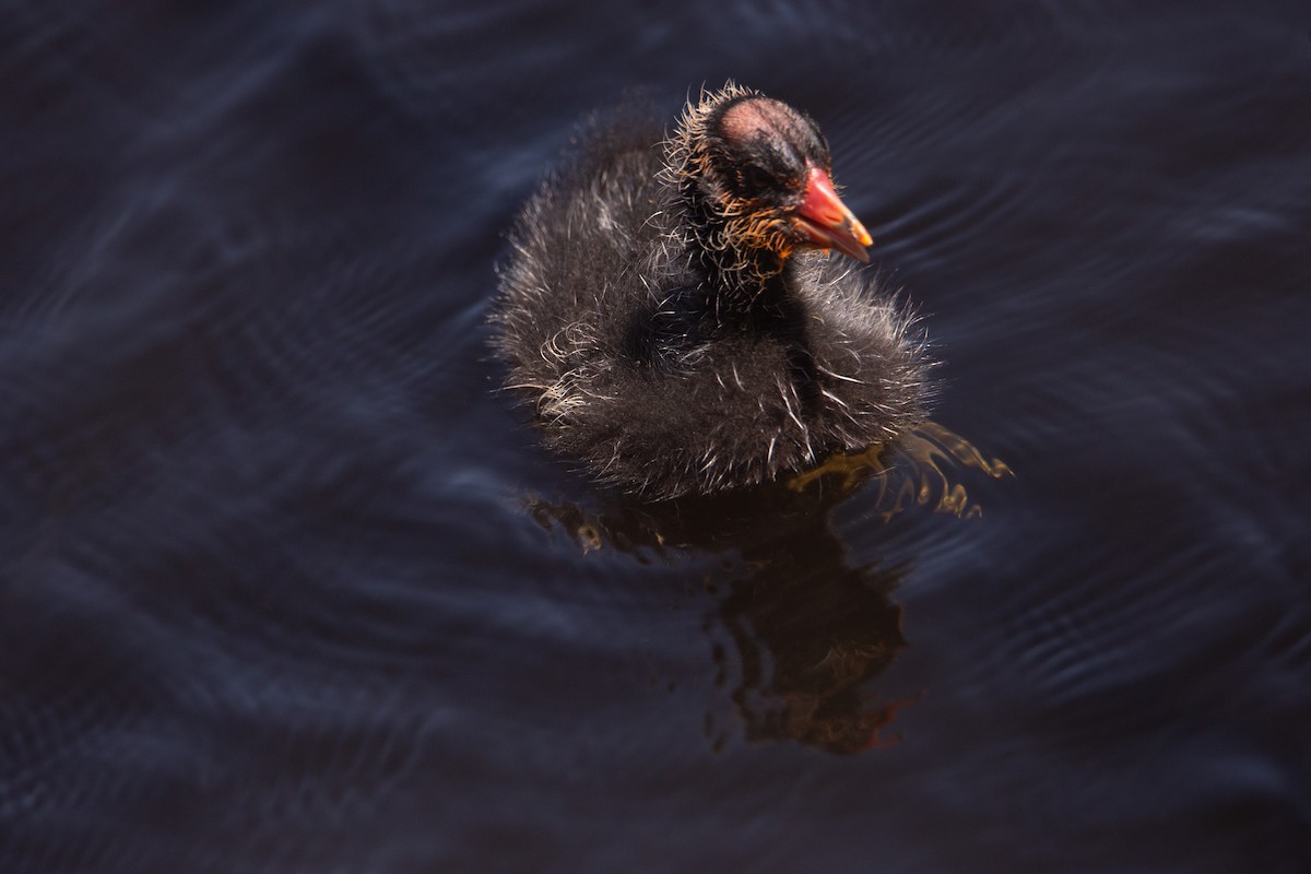 American Coot - ML622057647