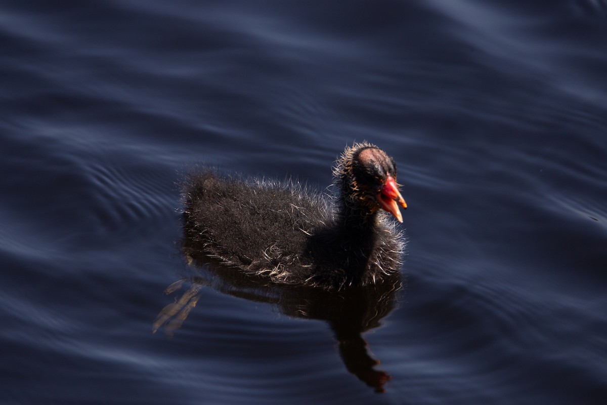 American Coot - ML622057648