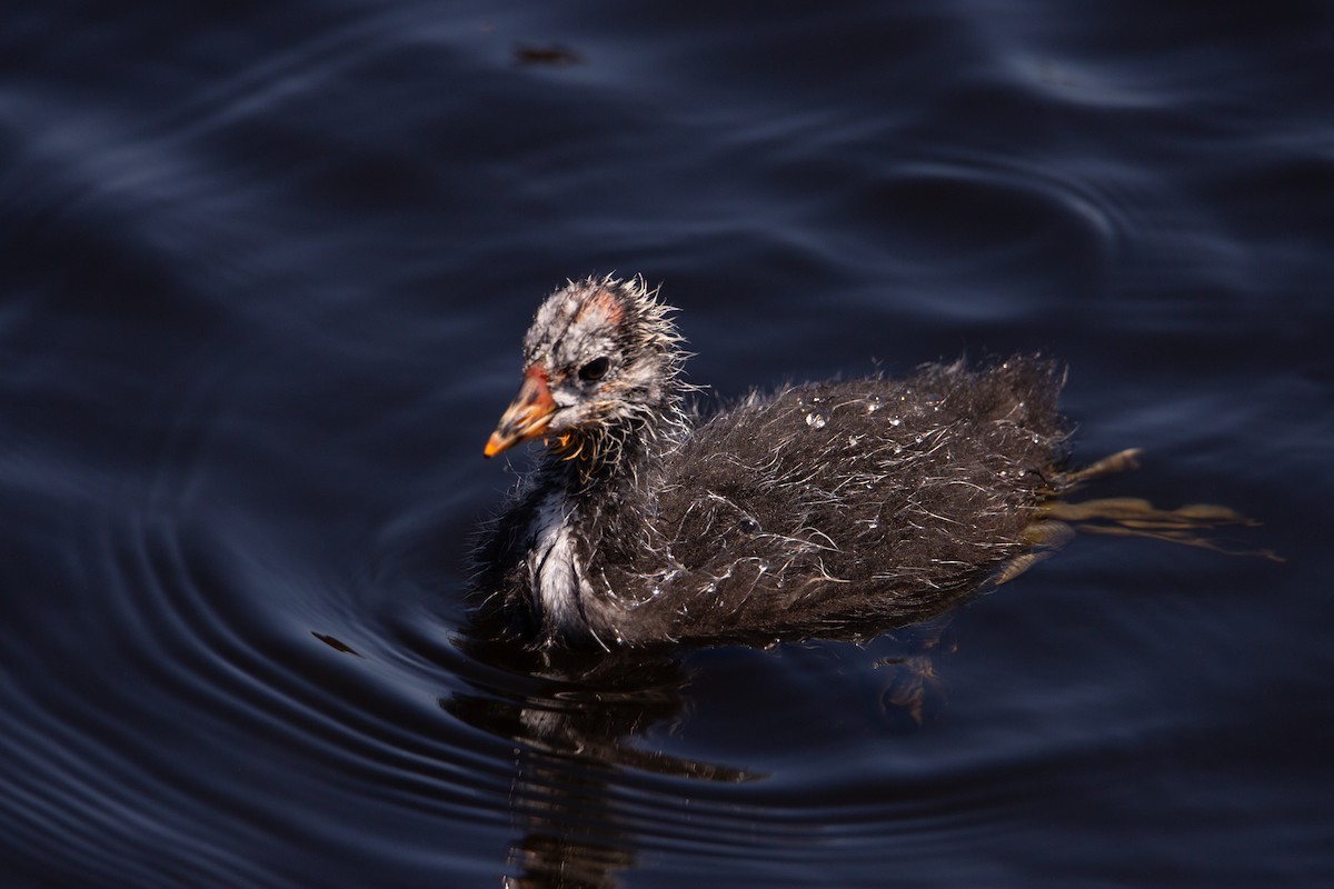 American Coot - ML622057649