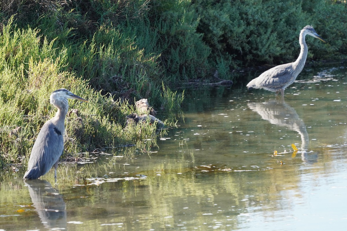 Great Blue Heron - ML622057651