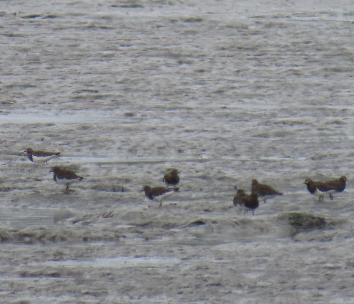 Black Turnstone - ML622057652