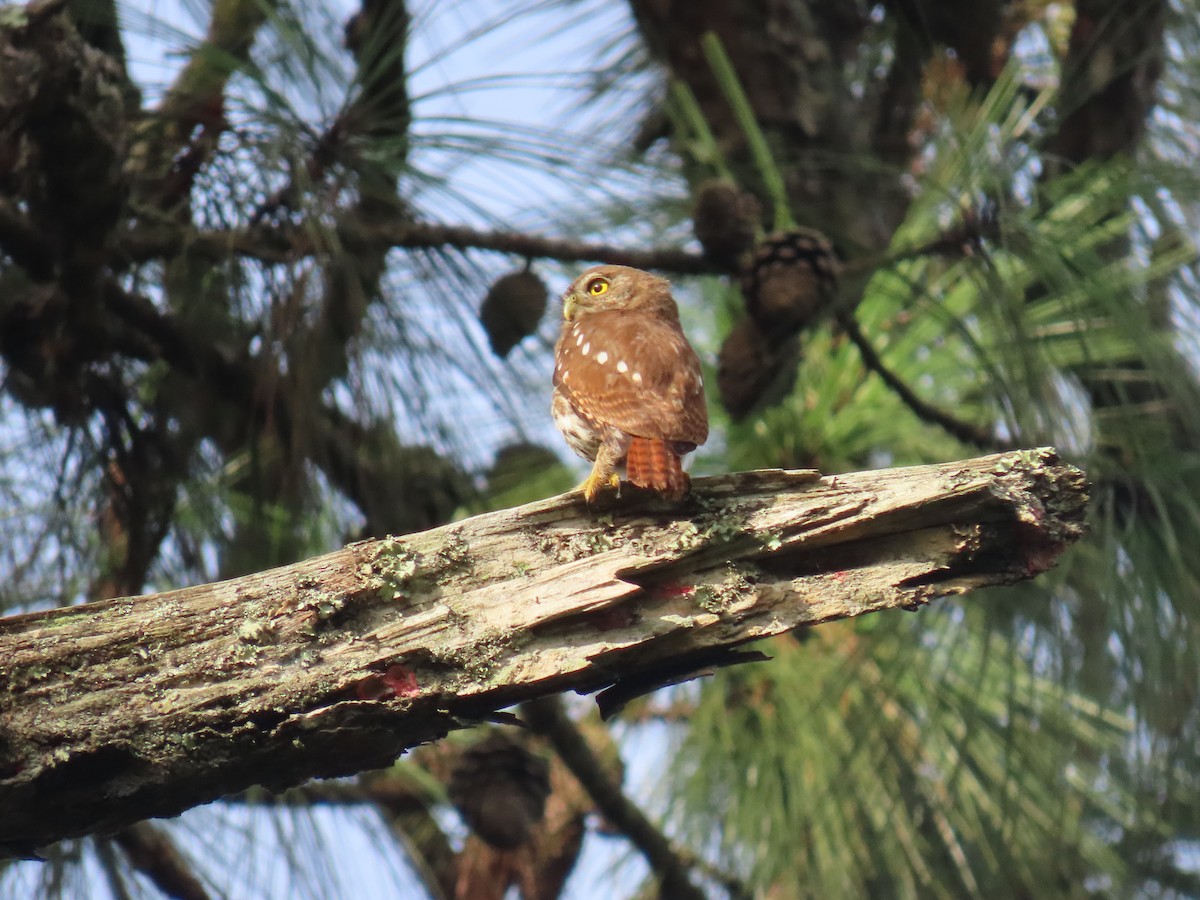 Ferruginous Pygmy-Owl - ML622057658