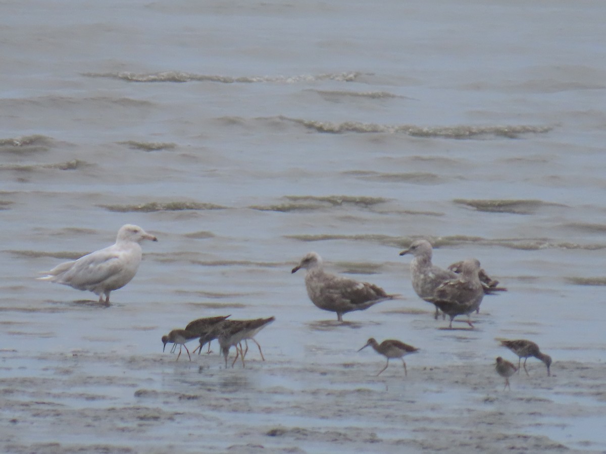 Glaucous Gull - Laura Burke