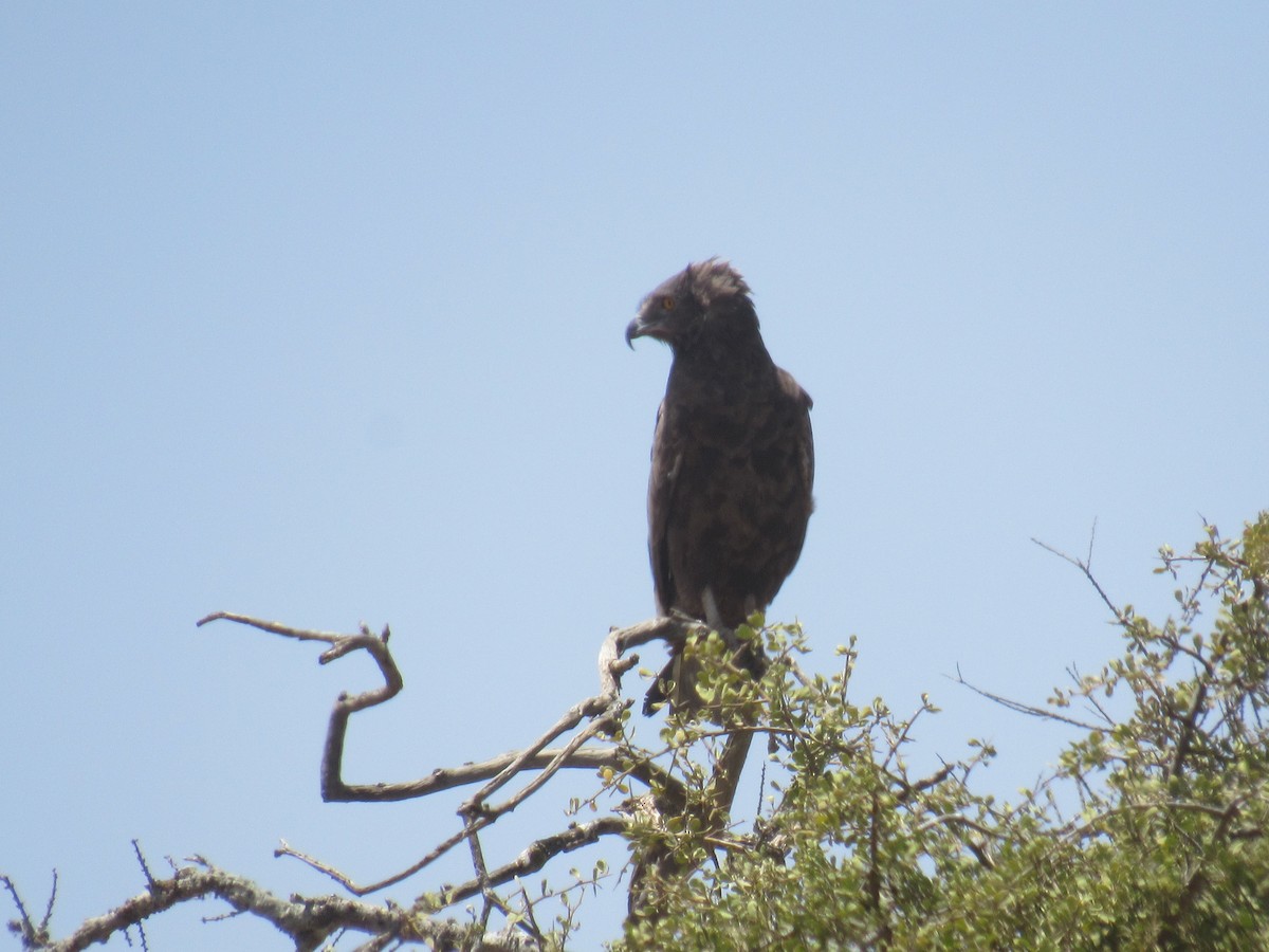 Brown Snake-Eagle - ML622057662