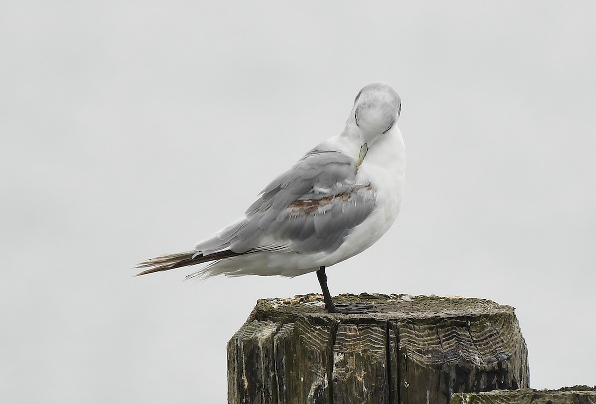 Black-legged Kittiwake - Rachel Hudson