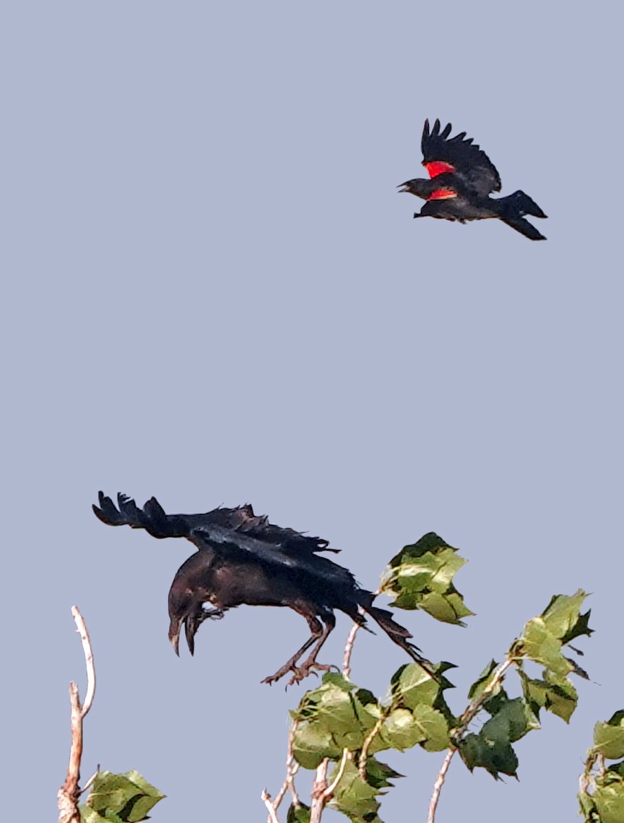 Red-winged Blackbird - Diane Drobka