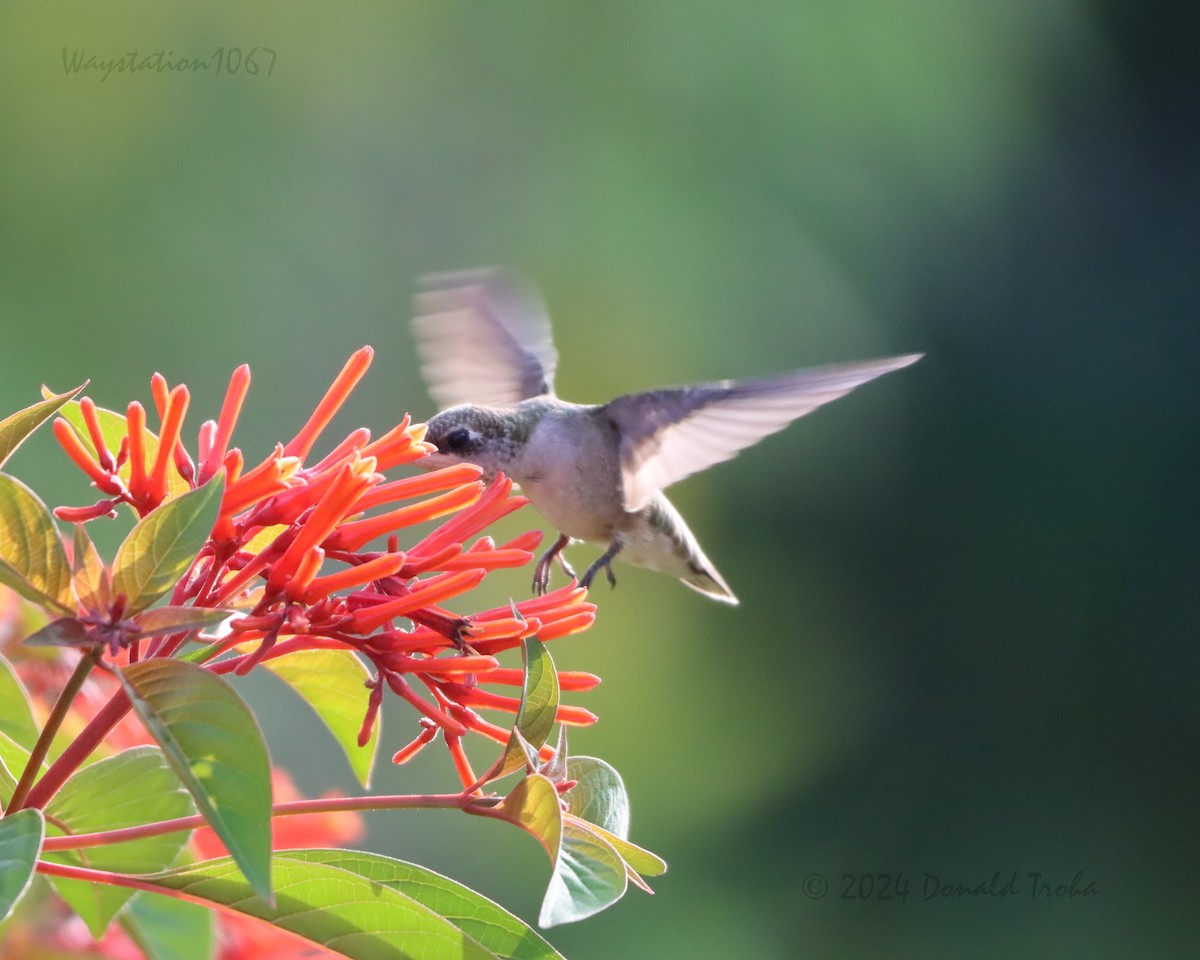 Ruby-throated Hummingbird - ML622057686