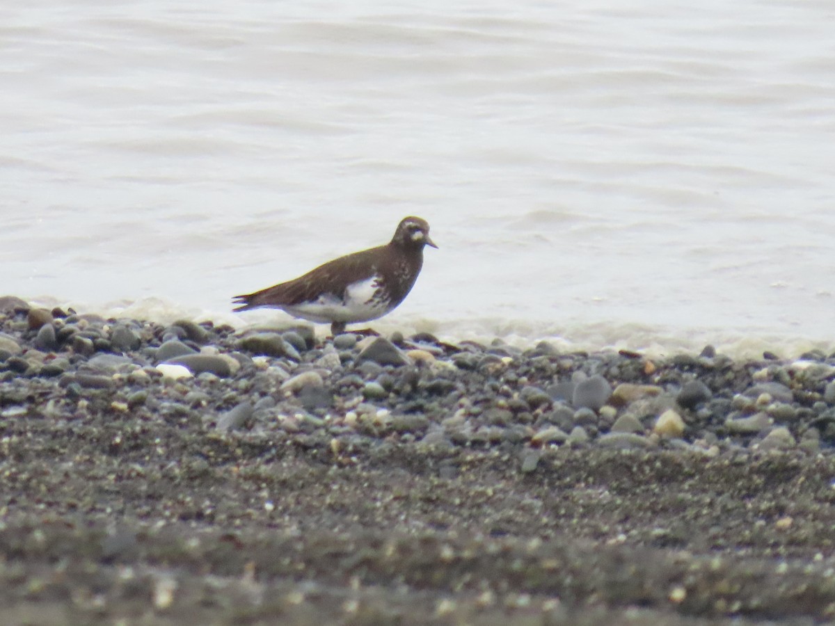 Black Turnstone - ML622057693