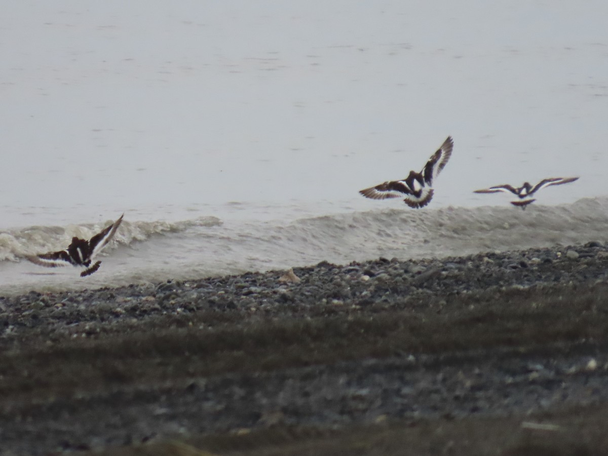 Black Turnstone - ML622057694