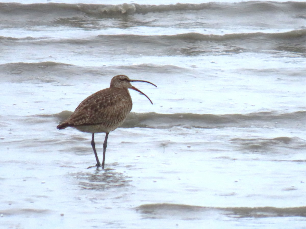 Whimbrel - ML622057700