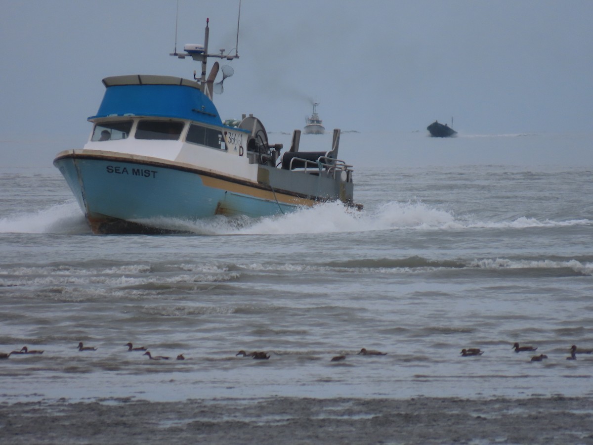 Шилохвіст північний - ML622057702