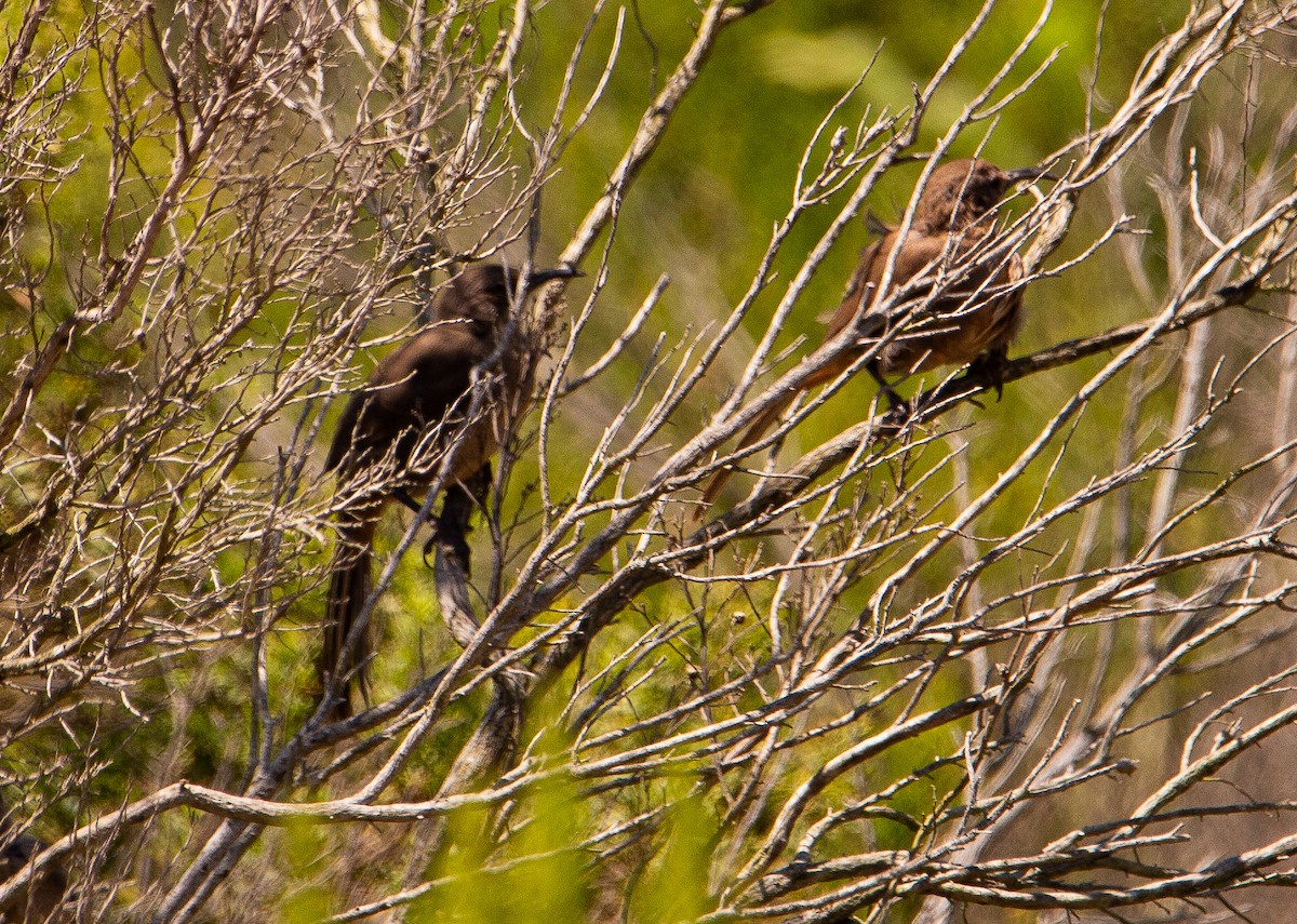 California Thrasher - ML622057703