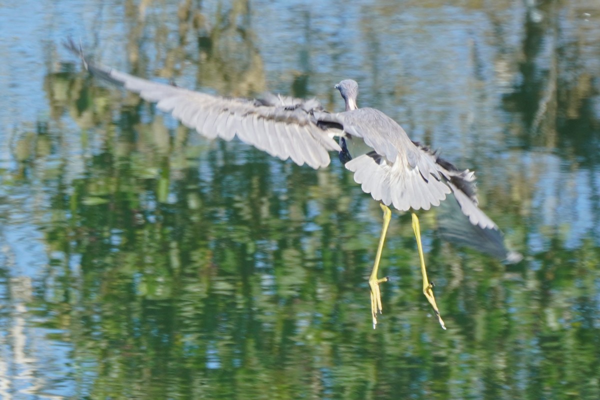 Tricolored Heron - ML622057705