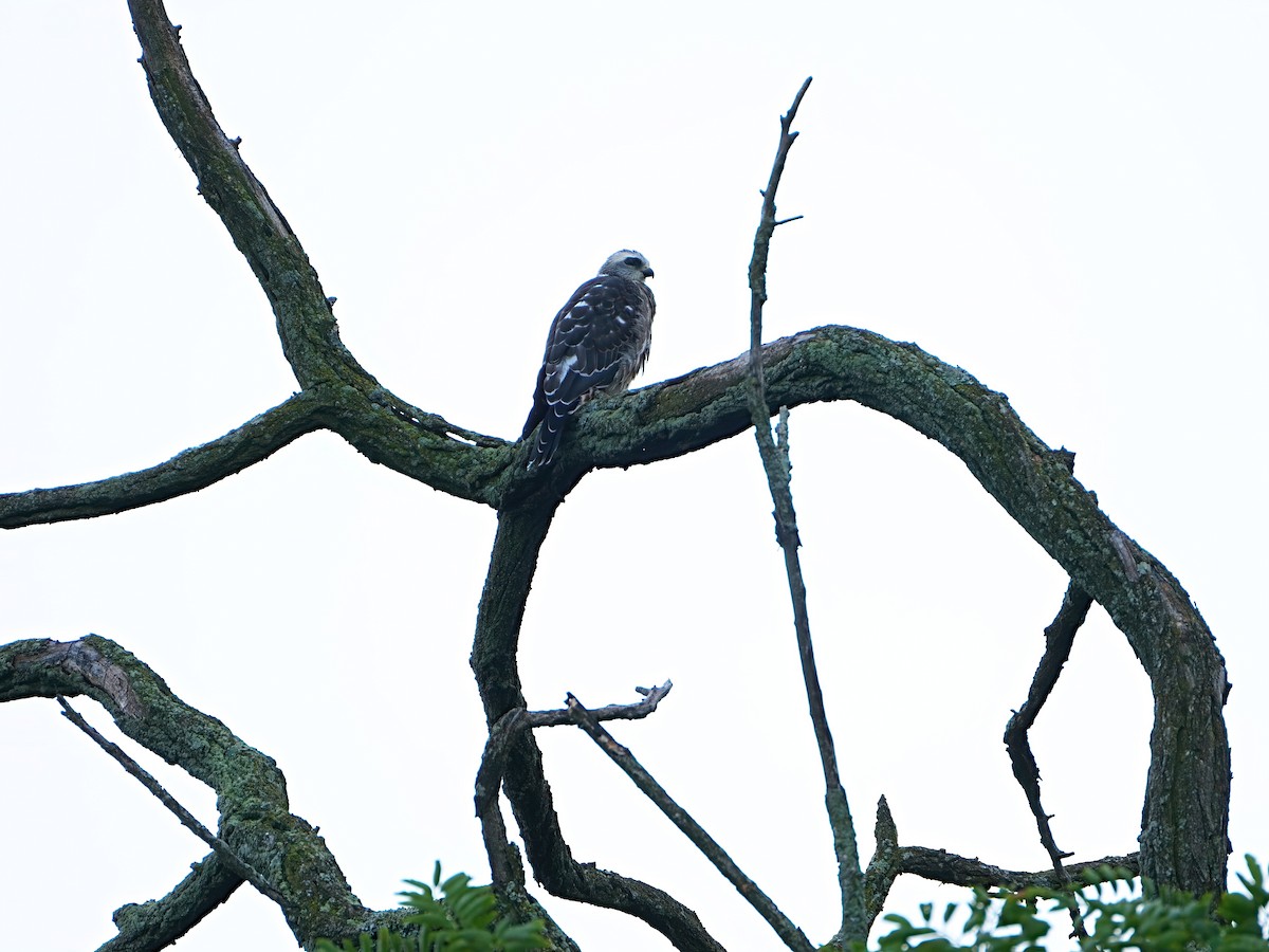 Mississippi Kite - ML622057706